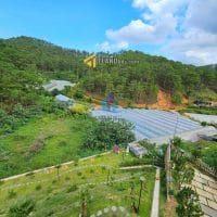 Đất đường Hoàng Hoa Thám, Đà Lạt view đồi thông đường thoải mái giá chỉ 8.2 tỷ