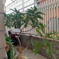 HOT SÓT LẠI 1 CĂN DUY NHẤT NGANG HƠN 7M HẺM Ô TÔ NHỎ ĐƯỜNG BẰNG PHẲNG KHU AN NINH CAO ĐƯỜNG lÊ HỒNG PHONG ĐÀ LẠT