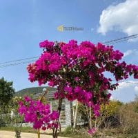 Villa nghỉ dưỡng triệu đô tại vùng đất du lịch Lâm Hà