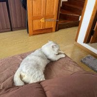 NHÀ ĐẸP KHU DÂN CƯ THÁI LÂM, P XUÂN HƯƠNG, ĐÀ LẠT