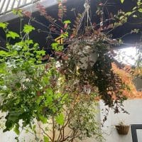 MINI VILLA SÂN VƯỜN, VIEW ĐẸP GẦN NGÃ NĂM ĐẠI HỌC, P LÂM VIÊN, ĐÀ LẠT