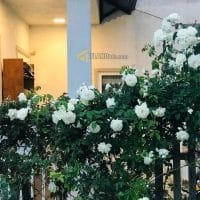 VILLA SÂN VƯỜN XINH XẮN ĐƯỜNG NHỰA Ô TÔ BẰNG PHẲNG – PHƯỜNG LÂM VIÊN, ĐÀ LẠT