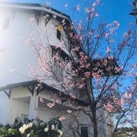 VILLA SÂN VƯỜN XINH XẮN ĐƯỜNG NHỰA Ô TÔ BẰNG PHẲNG – PHƯỜNG LÂM VIÊN, ĐÀ LẠT